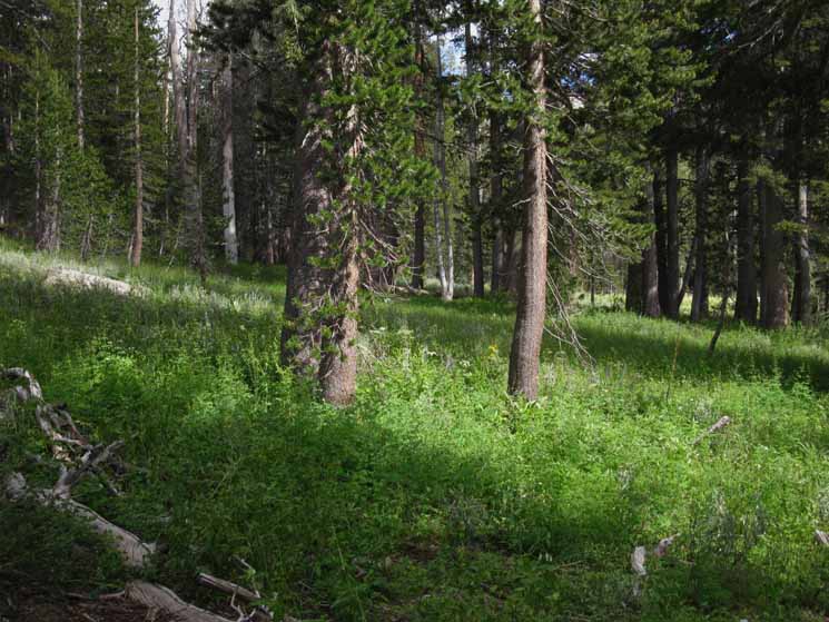 Uppermost meadow along the Clarks Fork of the Stanislaus River.