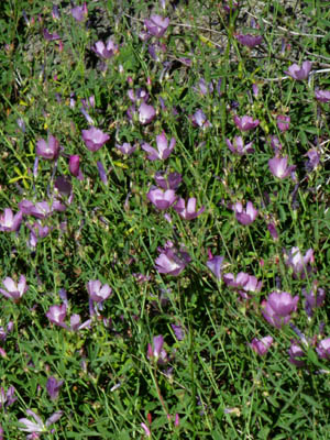 Waxy Checkerbloom, Flower, High Sierra.