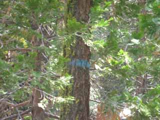 Marked trees are cut out of the forest.