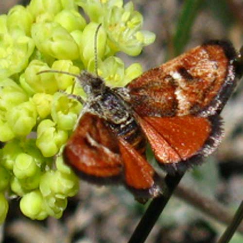 Butterfly, burnt orange, Emigrant Wilderness, High Sierra.