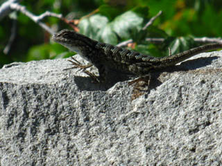 Lizard