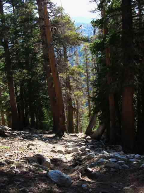 Forested sections of trail also lay below Bensen Pass's South flank.