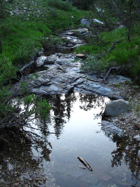 Boggy conditions in upper Jack Main Canyon.