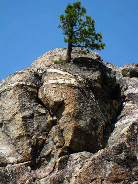 Jeffery pine growing out of granite face.