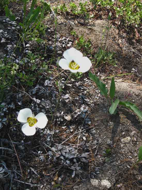 Mariposa Lily on Moraine Ridge in Yosemite.