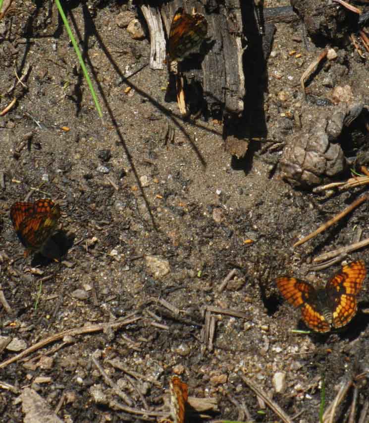 Butterflies on Moraine Ridge.