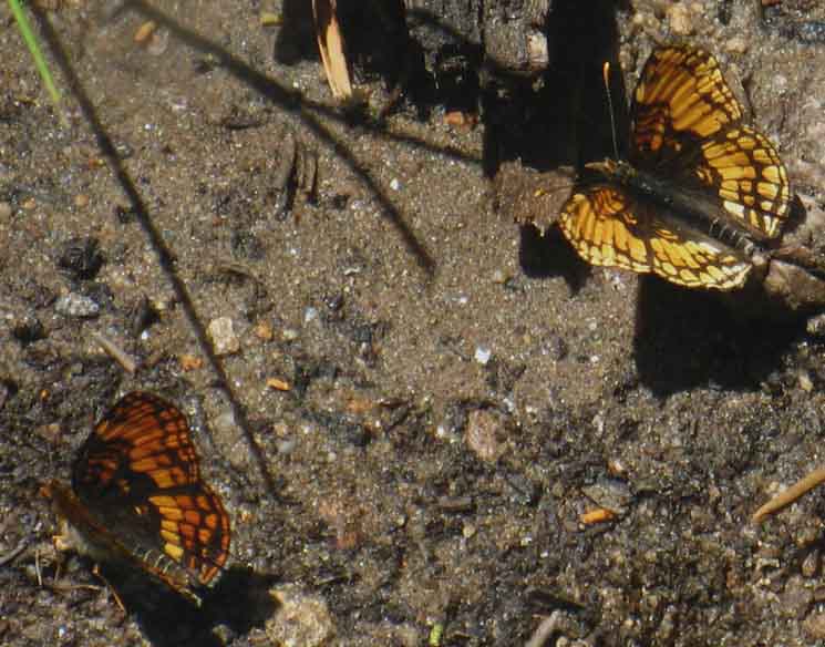 Moraine Ridge Butterflies.