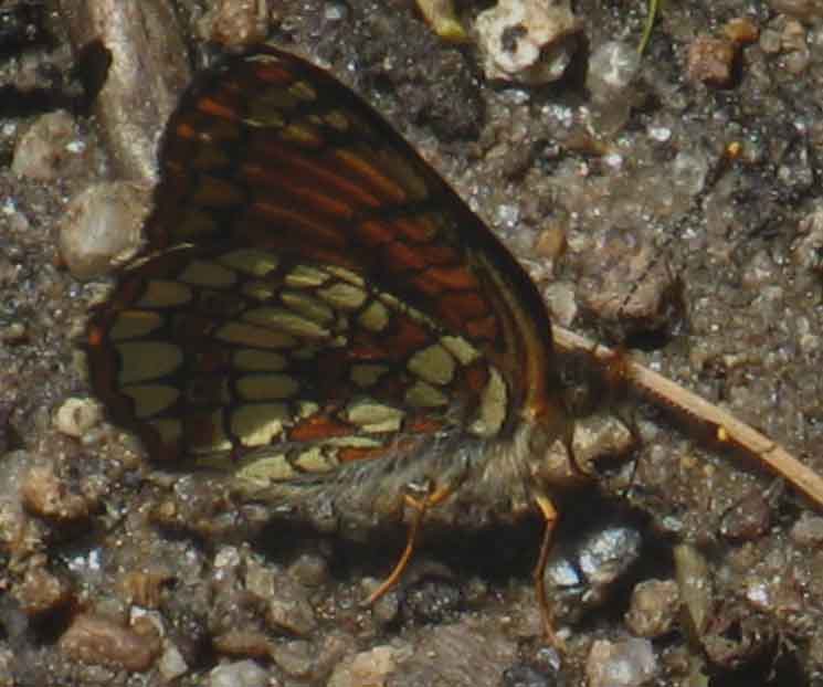 Moraine Ridge butterfly.