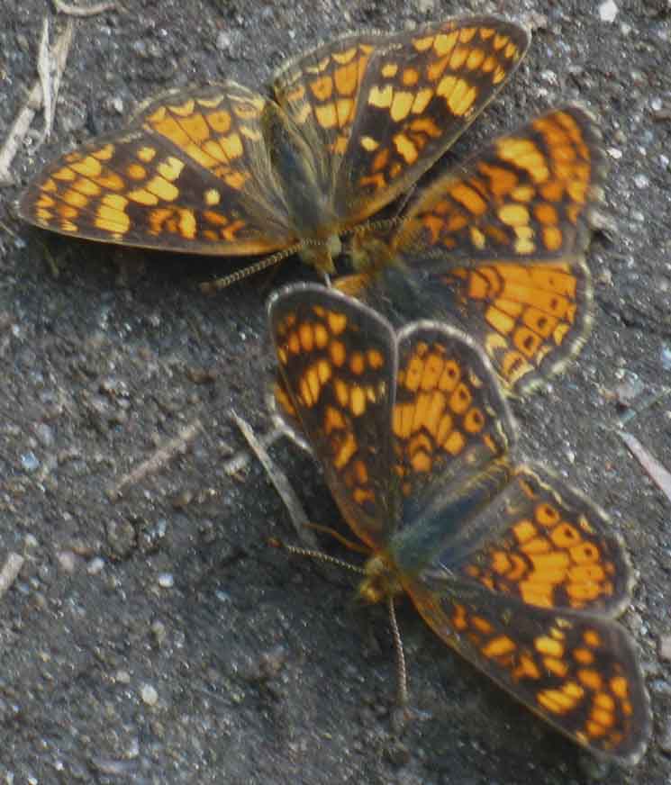 Butterflies puddle on Moraine Ridge.