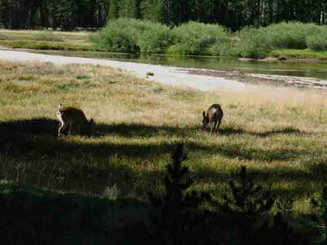 Tuolumne River deer grazing in peaceful morning meadow.