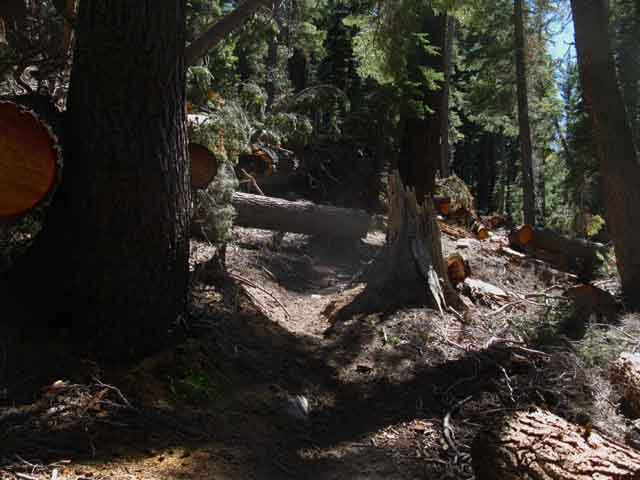 Downed trees South out of Virginia Canyon, Yosemite.