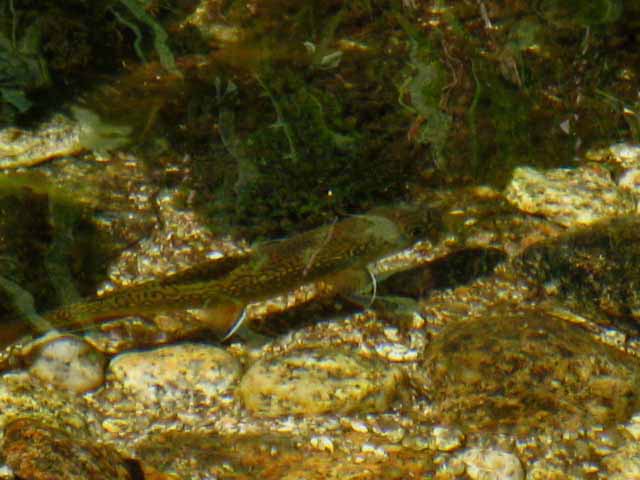 Trout in Wilson Creek, backpacking Yosemite National Park.