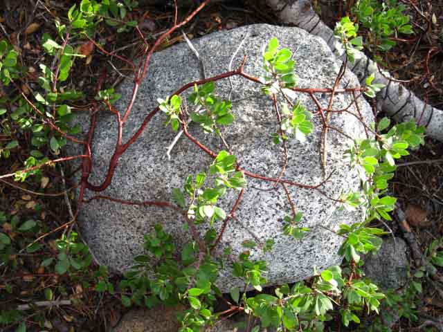 Girded Rock
