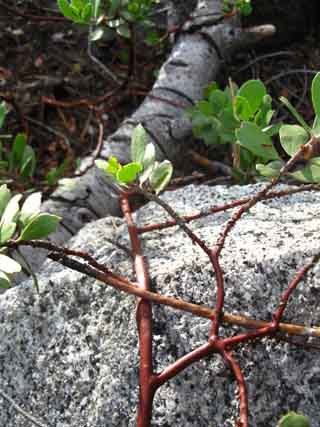 Rock and Brush