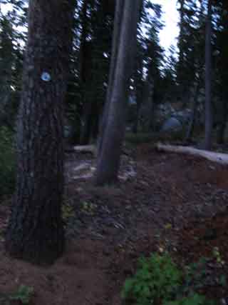 Pacific Crest Trail South side of Highway 50