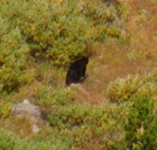 Carson Gap Bear 2