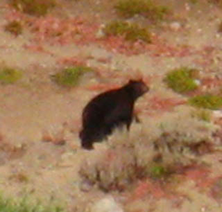 Carson Gap Bear 3