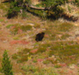Carson Gap Bear 4