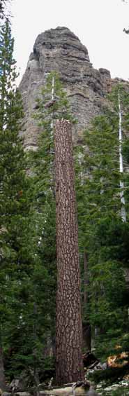 Round Lake Pinnacle frames a snag near Round Lake, Meiss Country Roadless Area