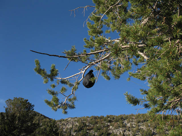 Tied-off food hang, East Carson River