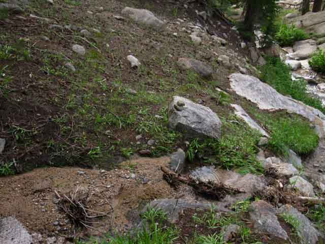 Wild duck far up Clarks Fork of the Stanislaus River.
