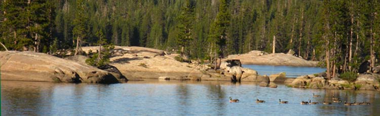 Canadian Geese on Lake Alpine.