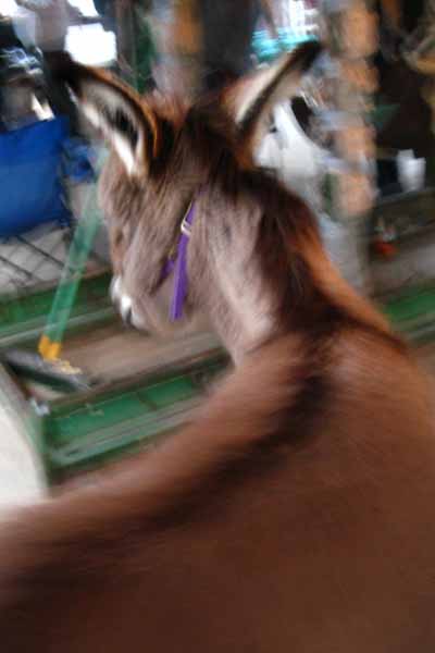 Matilda the Kennedy Meadows Burro.