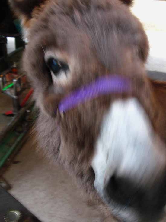 Matilda the Burro at Kennedy Meadows Pack Station.