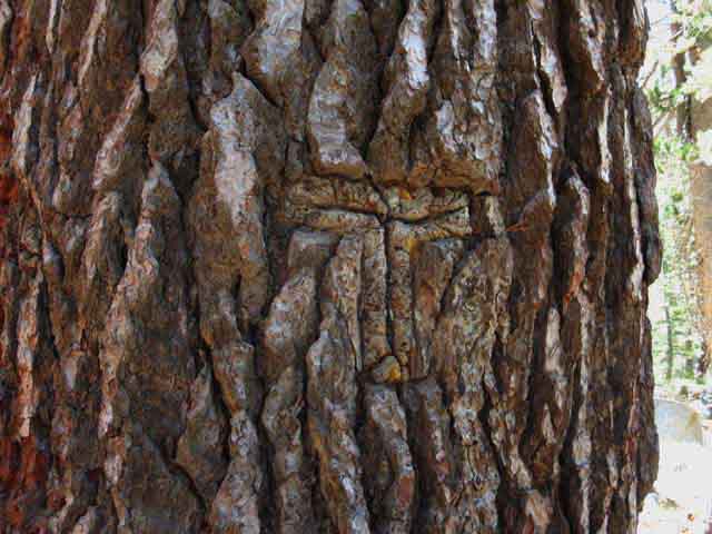 US Calvary pre-National Park Yosemite Trail blaze.